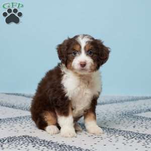 Addi, Mini Aussiedoodle Puppy